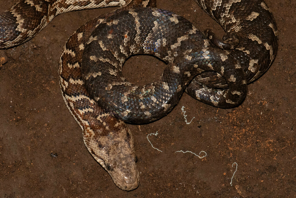 Hispaniolan Boa in December 2023 by Amiel Hopkins · iNaturalist