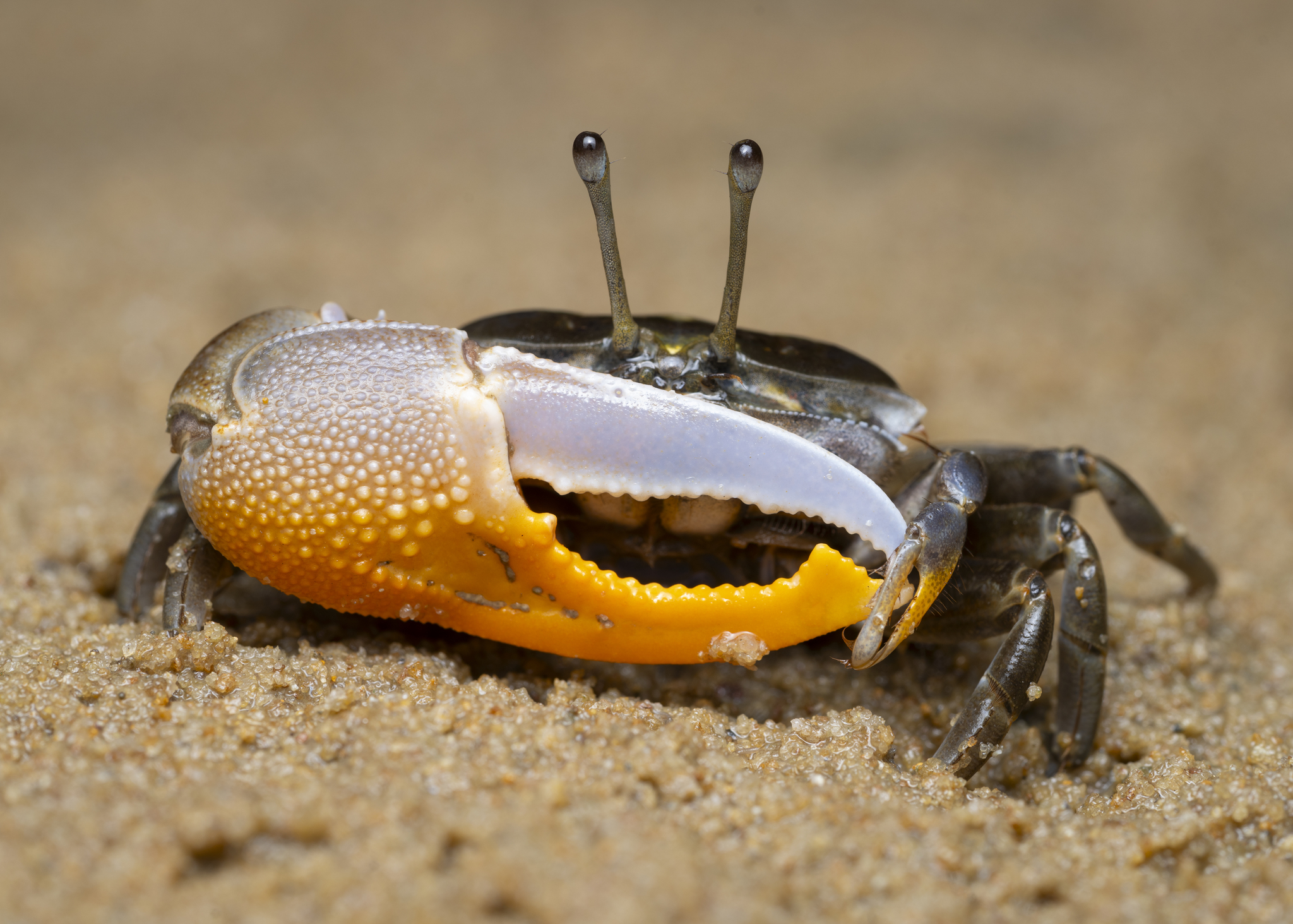 Orange-clawed Fiddler Crab (Gelasimus vomeris) · iNaturalist