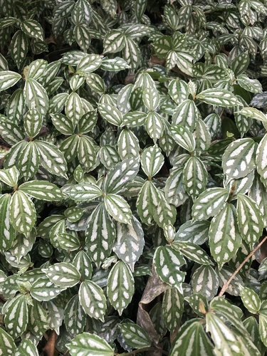 Foto de Planta-mosaico
