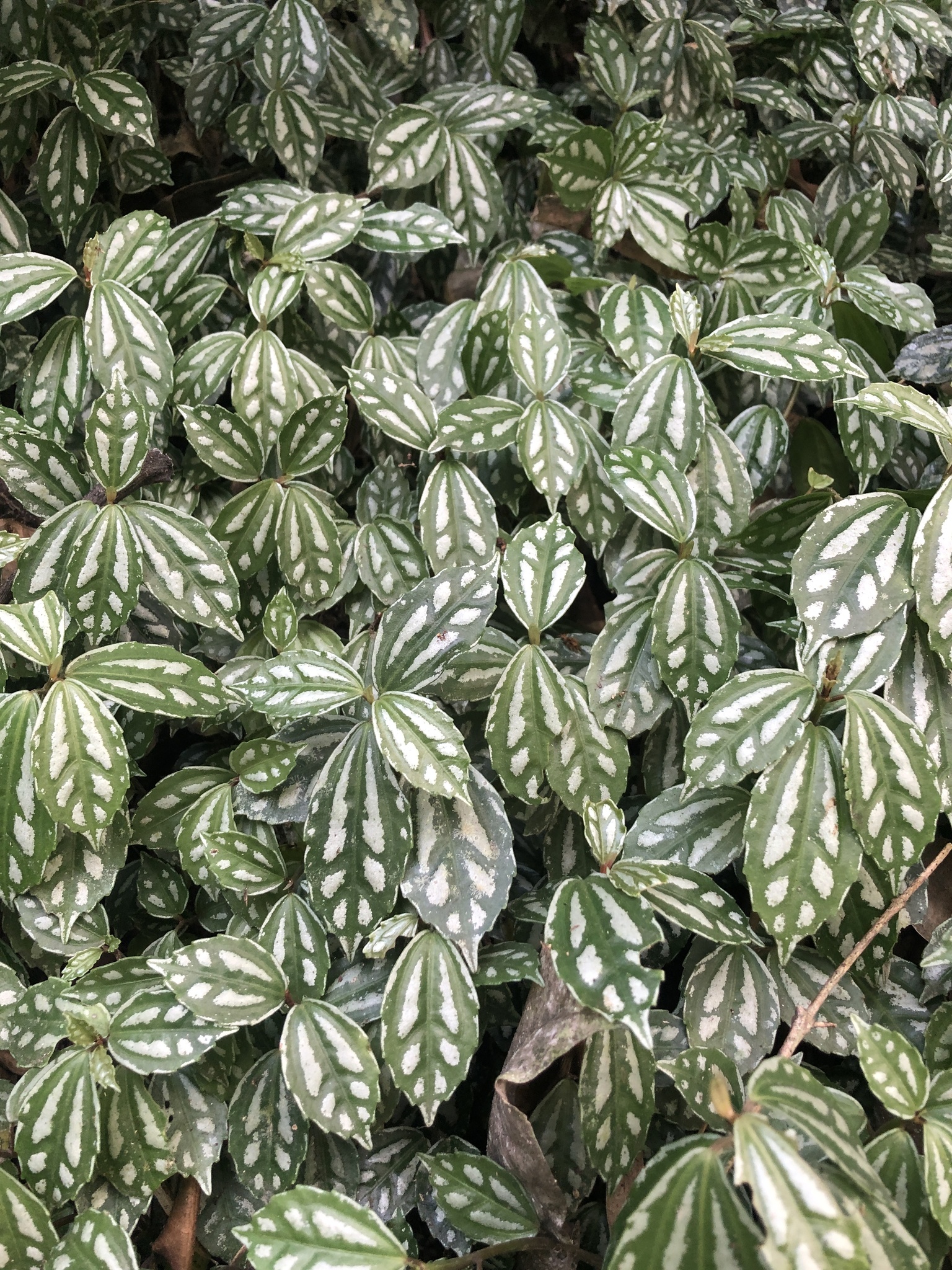 Imagem de Planta-mosaico
