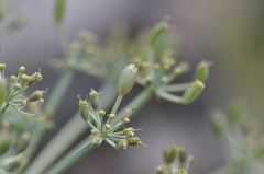 Lomatium columbianum