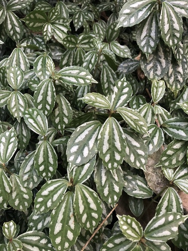 Foto de Planta-mosaico