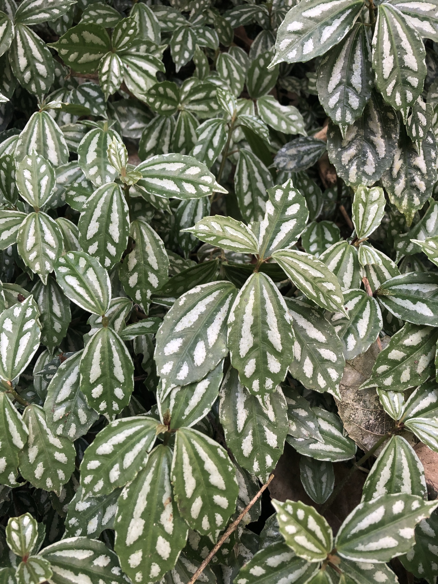 Imagem de Planta-mosaico