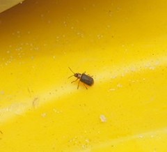 Galerucella nymphaeae