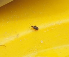 Galerucella nymphaeae