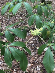 Aesculus sylvatica