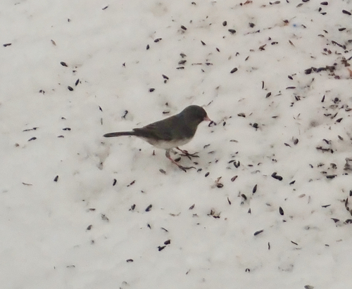 Dark-eyed Junco photographed in Maine
