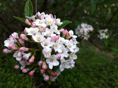 Viburnaceae