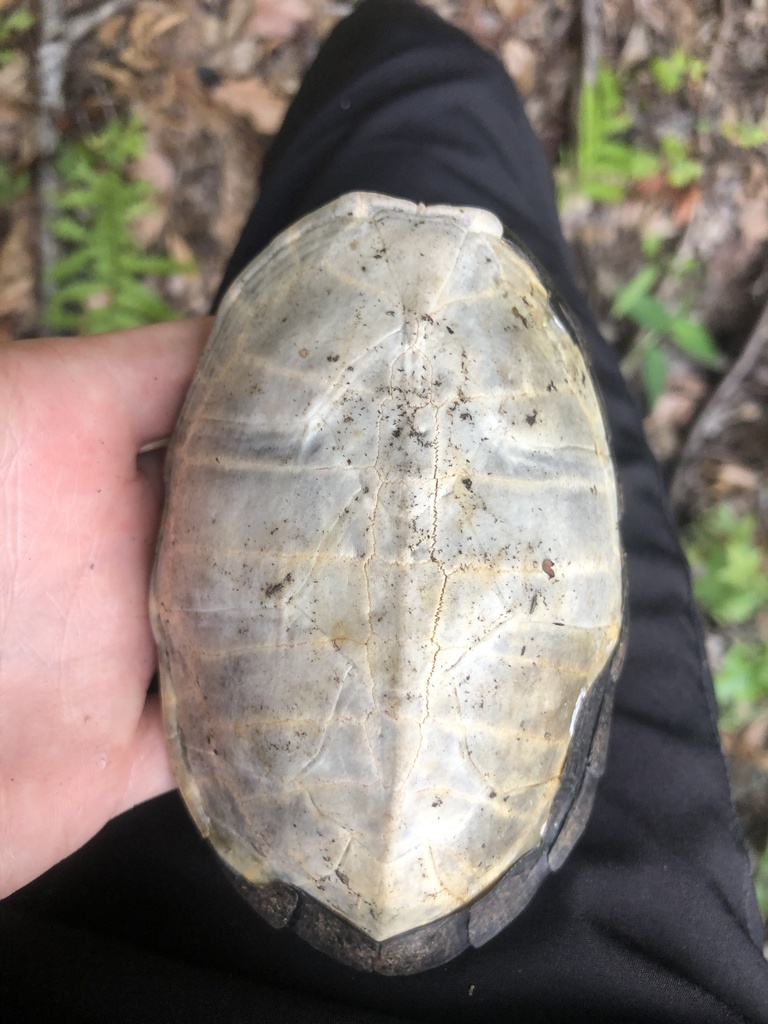 Musk Turtles From Seminole, Florida, United States On June 30, 2023 At 