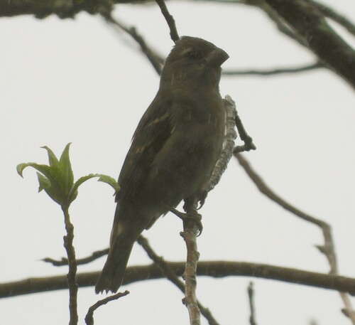 Buffy-fronted Seedeater (Sporophila frontalis), photo 6