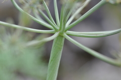 Lomatium columbianum