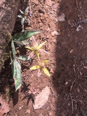 Erythronium umbilicatum