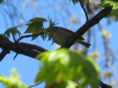 Corthylio calendula calendula