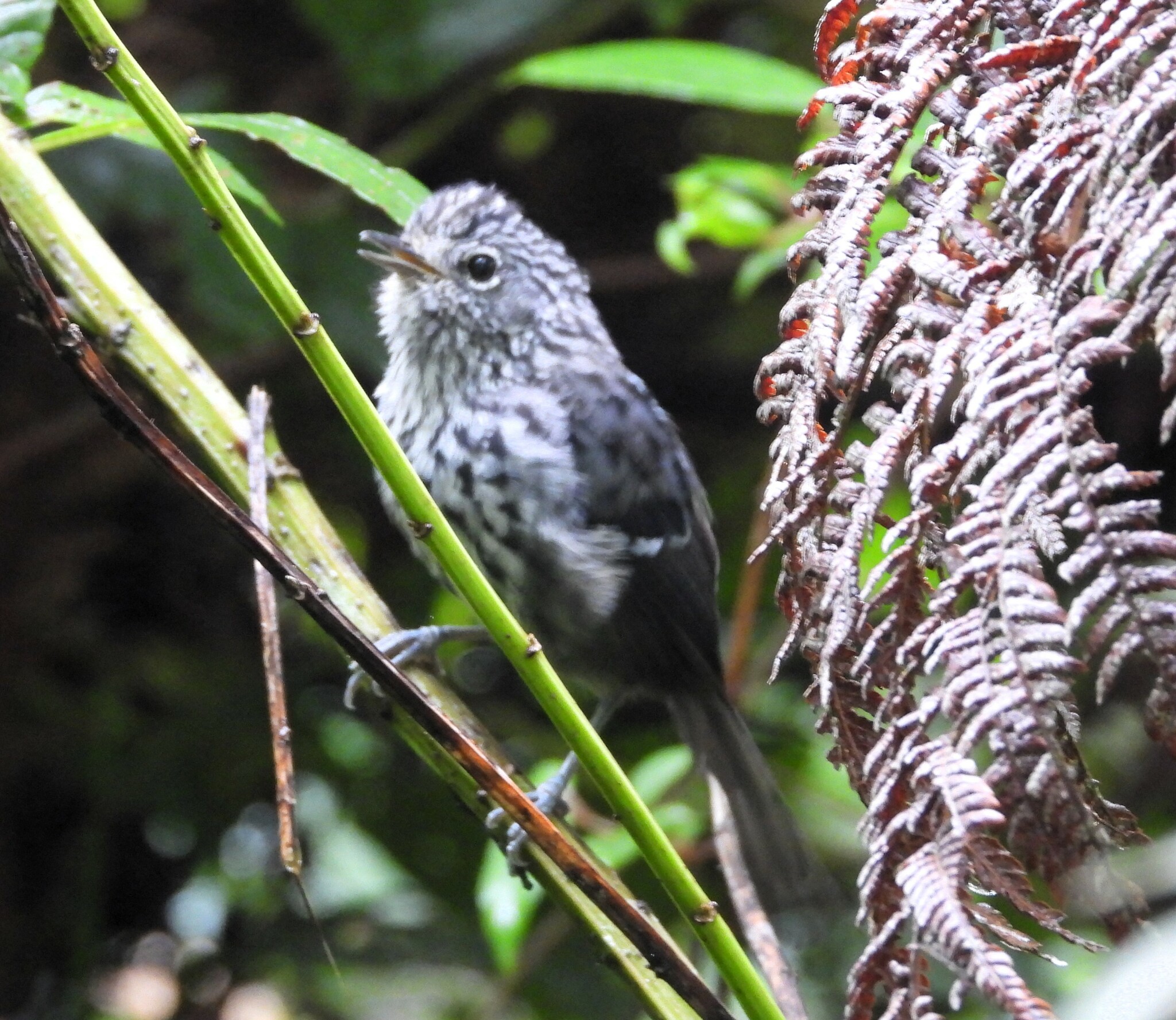 Dusky-tailed Antbird (Drymophila malura), photo 2