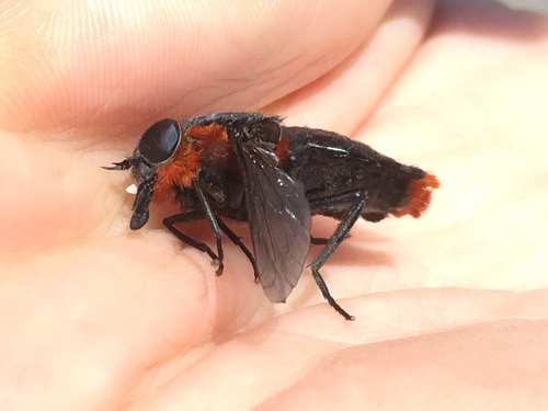 Osca lata photo 2