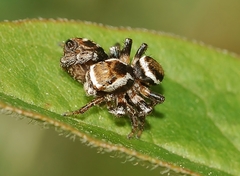 Evarcha hoyi