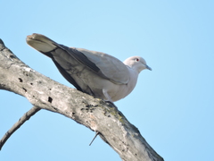 Streptopelia decaocto