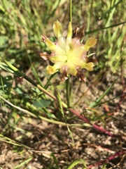 Trifolium fucatum
