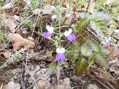 Collinsia linearis