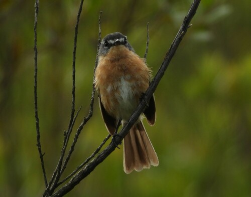 Grey-backed Tachuri (Polystictus superciliaris)