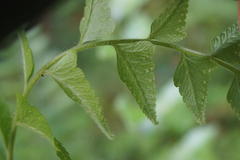 Microlepia marginata