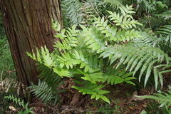 Osmunda japonica