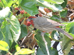 Haemorhous mexicanus