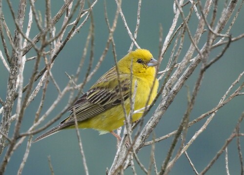 Stripe-tailed Yellow Finch (Sicalis citrina), photo 8