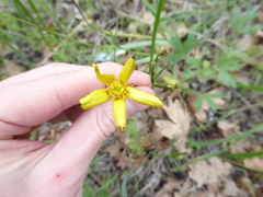 Ranunculus austro-oreganus