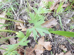 Ranunculus austro-oreganus