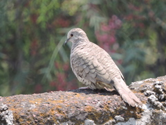 Columbina inca