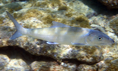 Bonefish photo 5