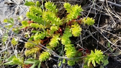 Sedum pulchellum