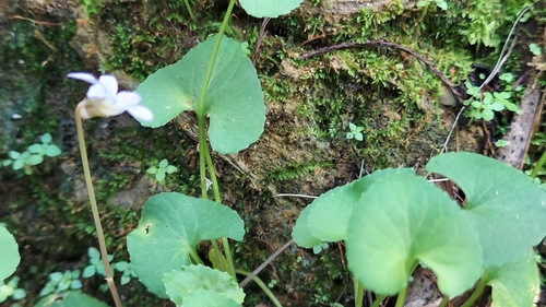 Image of Viola floridana by (c) Athena Philips, some rights reserved (CC BY)