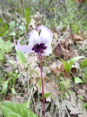 Erythronium hendersonii