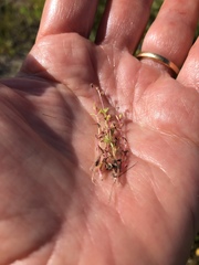 Crassula aquatica