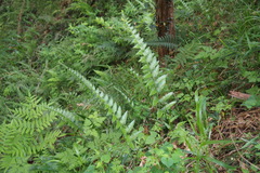 Microlepia marginata