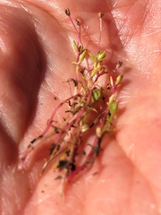Crassula aquatica