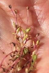 Crassula aquatica