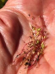 Crassula aquatica