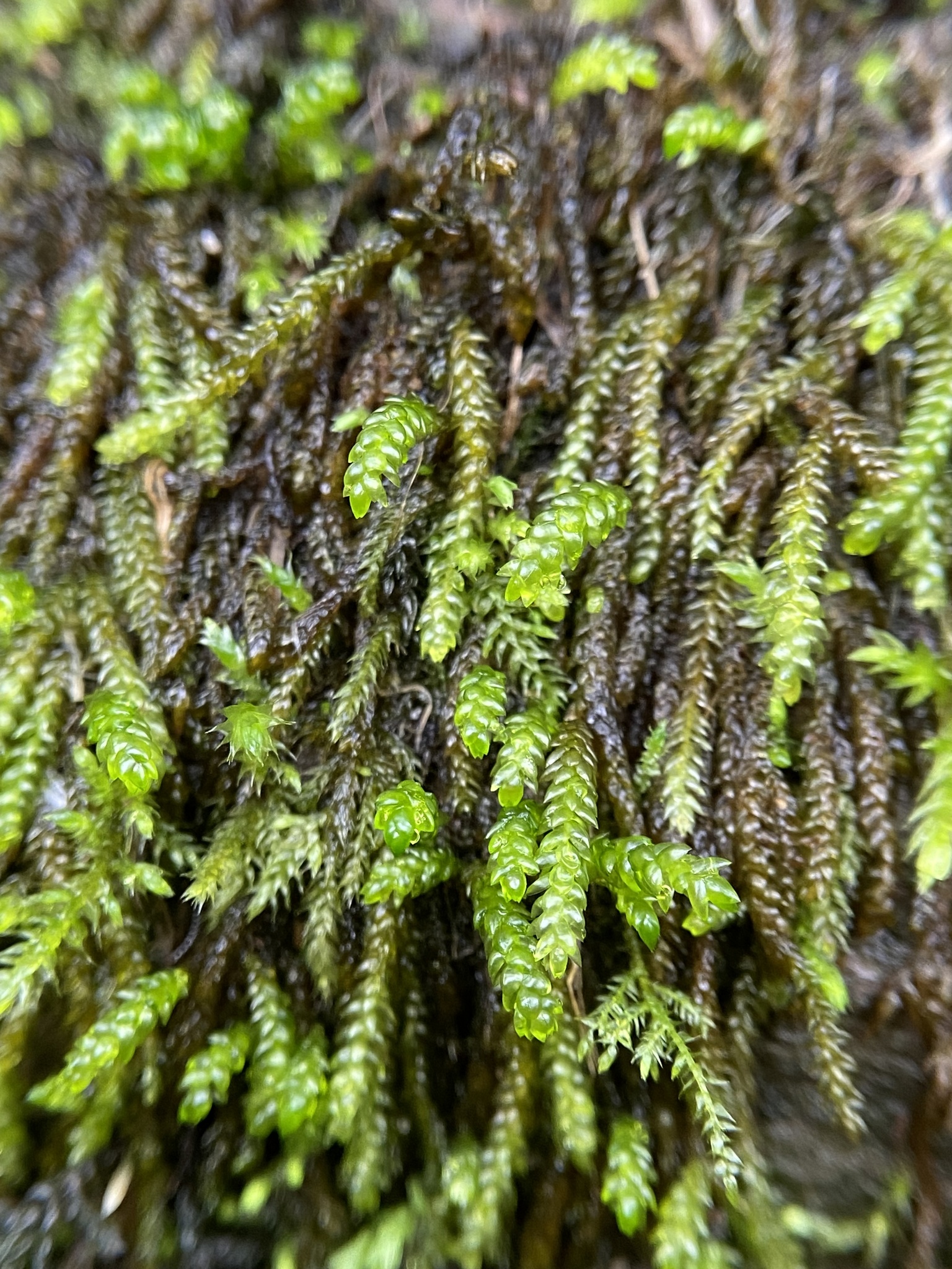 Scleropodium obtusifolium