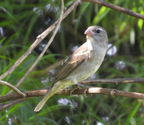 Buffy-fronted Seedeater (Sporophila frontalis), photo 4