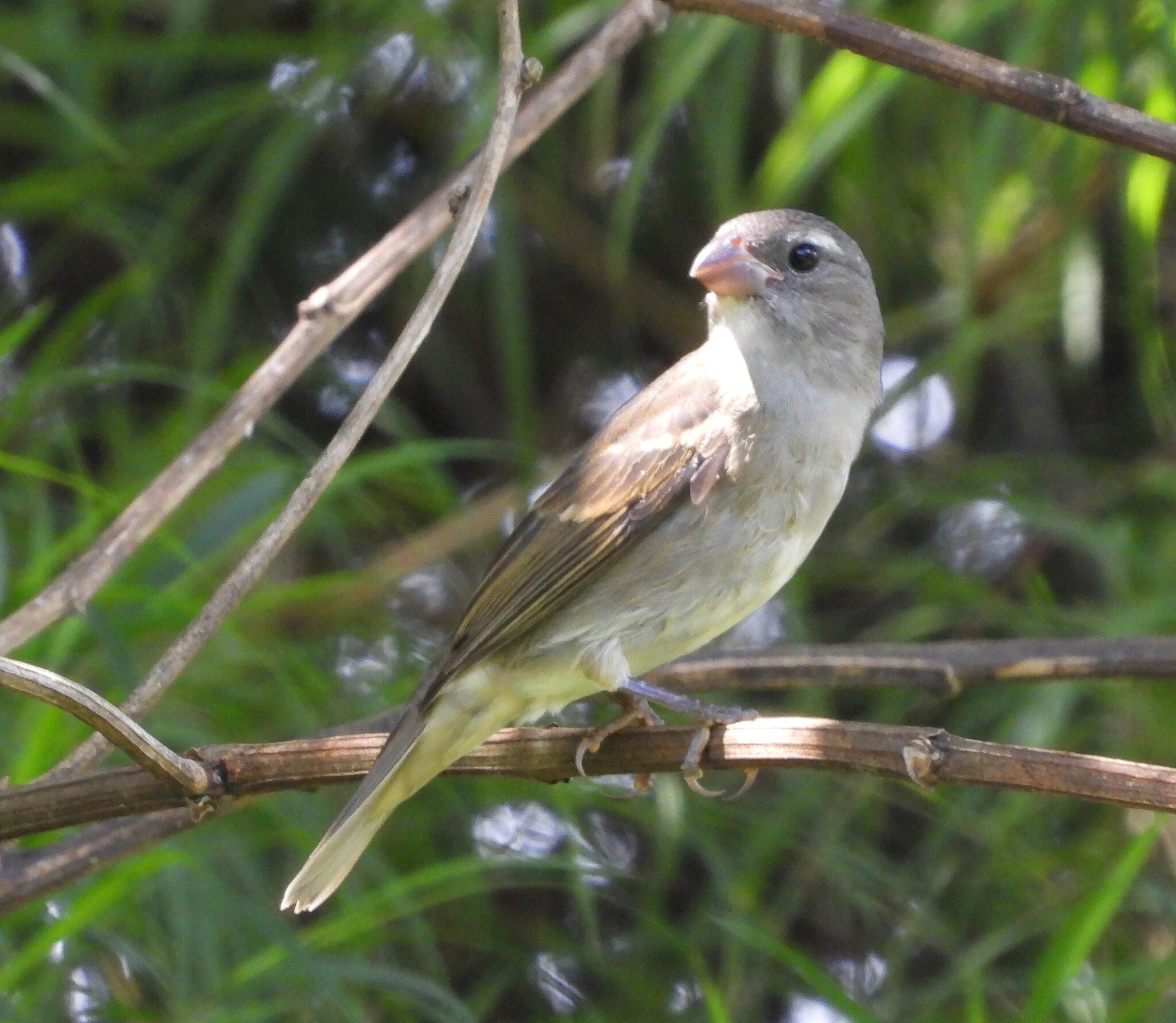 Buffy-fronted Seedeater illustration
