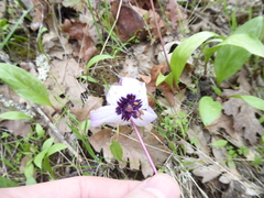 Erythronium hendersonii