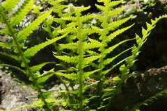 Phegopteris decursive-pinnata