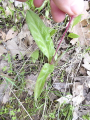 Erythronium hendersonii