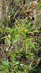 Pediomelum tenuiflorum