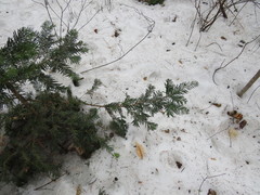 Taxus cuspidata