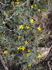 Eschscholzia ramosa