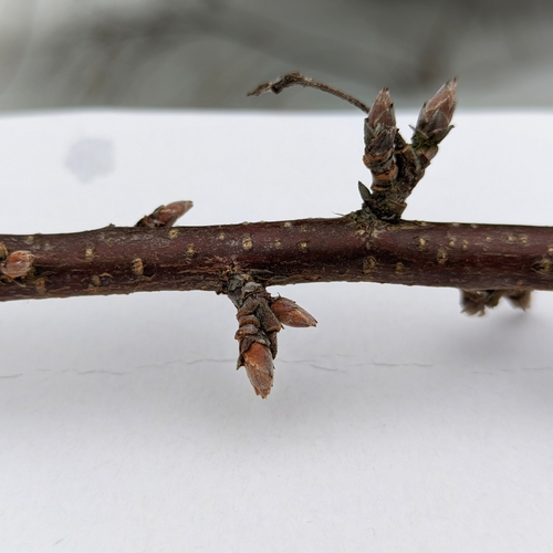 Golden Currant winter